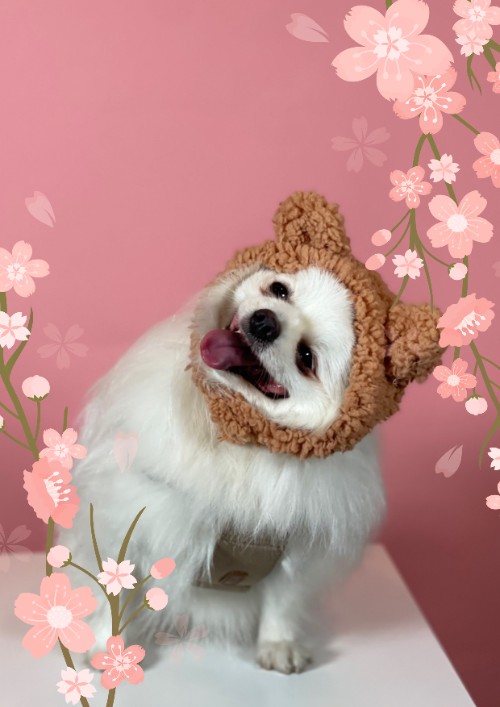 Sakura 3